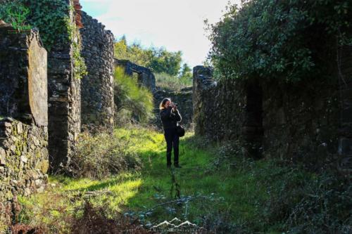 Veado Verde / Green Deer