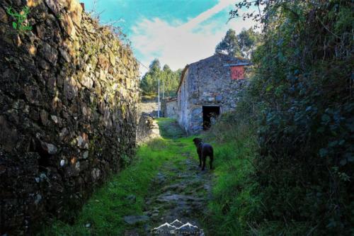 Veado Verde / Green Deer