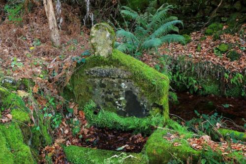 Veado Verde / Green Deer