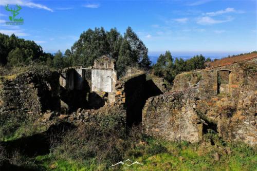 Veado Verde / Green Deer