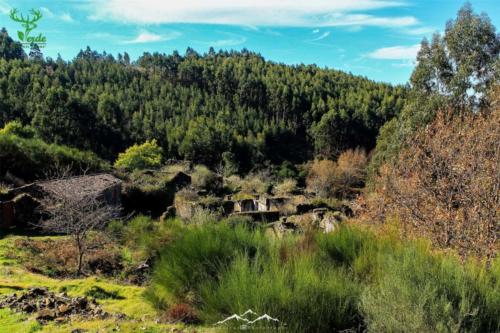 Veado Verde / Green Deer