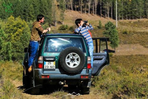 Veado Verde / Green Deer