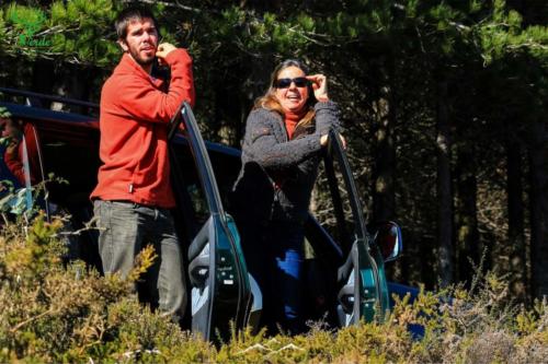 Veado Verde / Green Deer