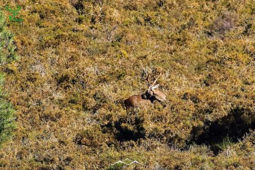 Veado Verde / Green Deer