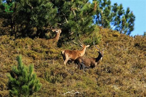 Veado Verde / Green Deer