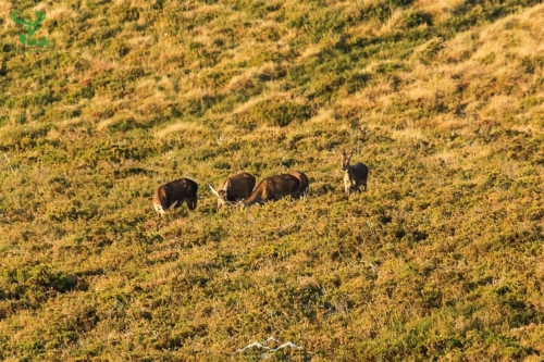 Veado Verde / Green Deer