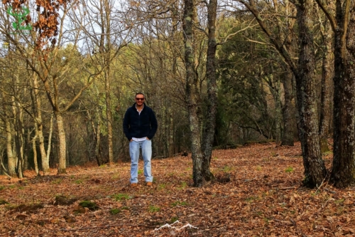 Veado Verde / Green Deer