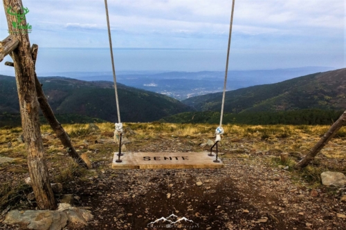 Veado Verde / Green Deer