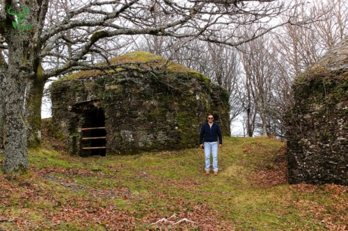 Veado Verde / Green Deer