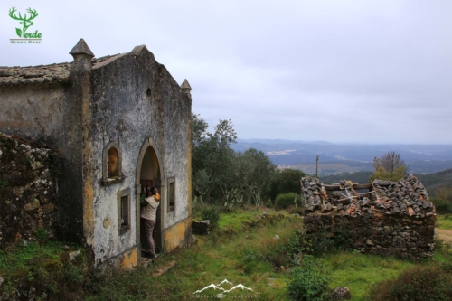 Veado Verde / Green Deer