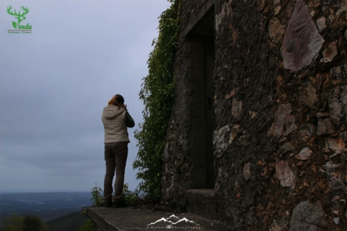 Veado Verde / Green Deer