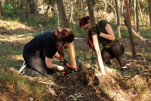 Veado Verde / Green Deer