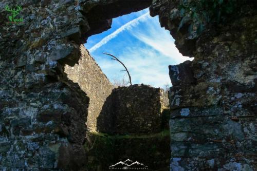 Veado Verde / Green Deer