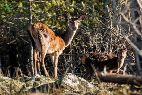 Veado Verde / Green Deer