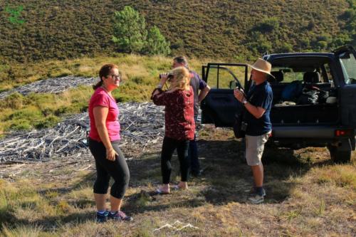 Veado Verde / Green Deer