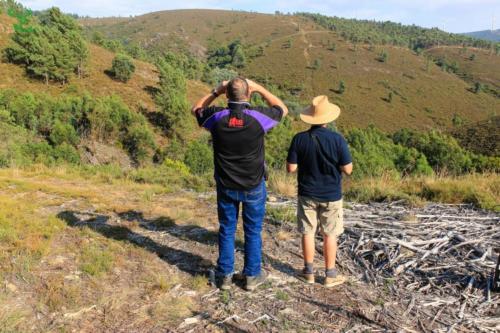 Veado Verde / Green Deer