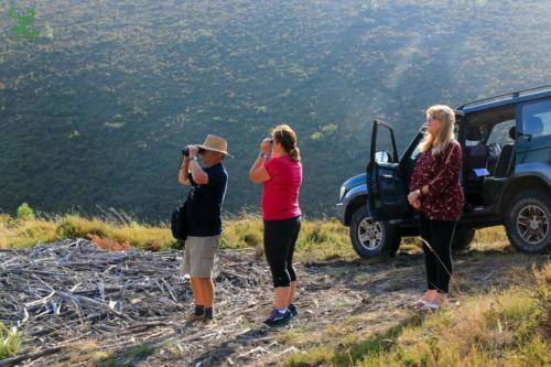 Veado Verde / Green Deer