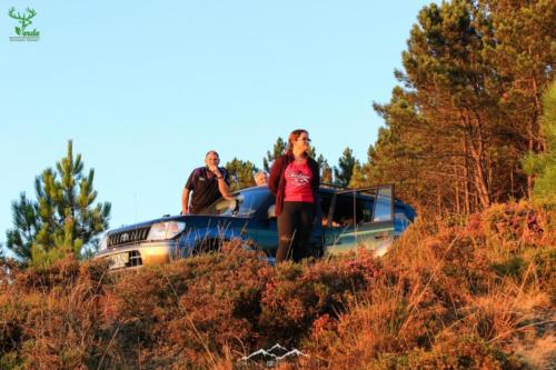 Veado Verde / Green Deer