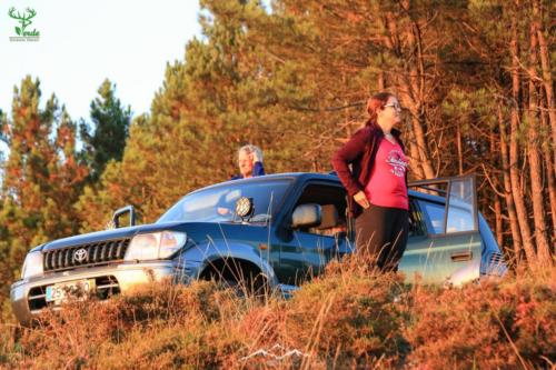 Veado Verde / Green Deer