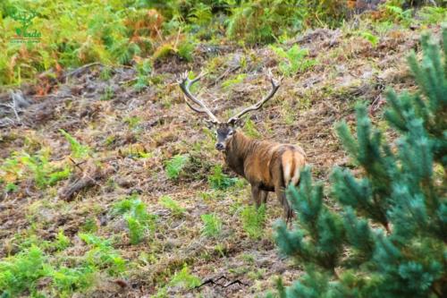 Veado Verde / Green Deer