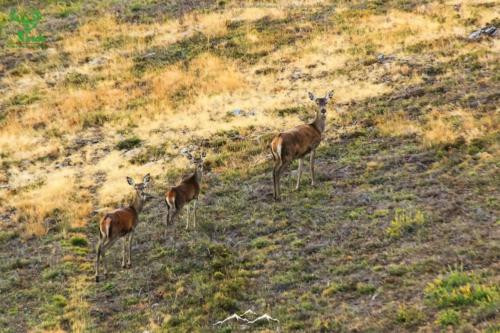 Veado Verde / Green Deer