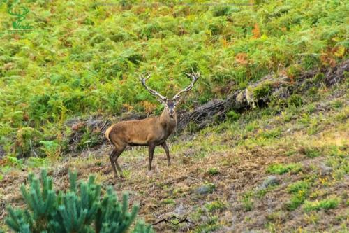 Veado Verde / Green Deer