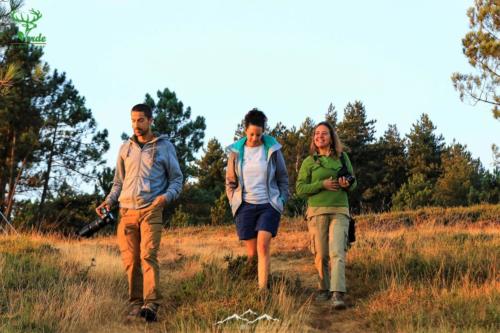 Veado Verde / Green Deer