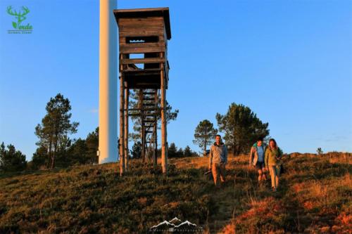 Veado Verde / Green Deer