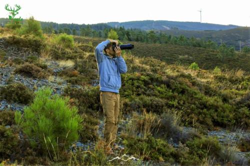 Veado Verde / Green Deer