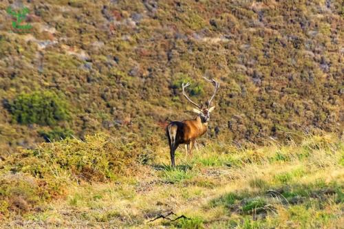Veado Verde / Green Deer