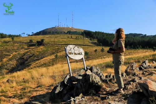 Veado Verde / Green Deer