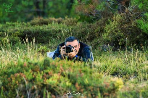 Veado Verde / Green Deer