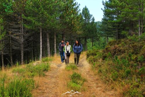 Veado Verde / Green Deer