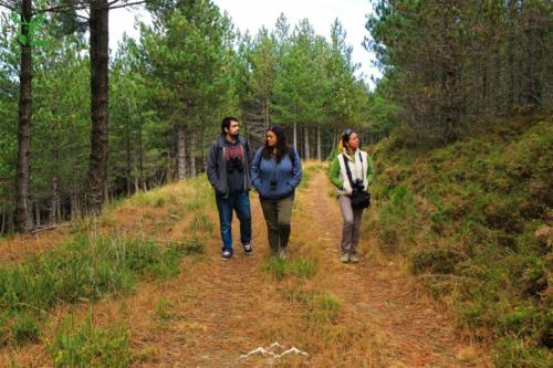 Veado Verde / Green Deer