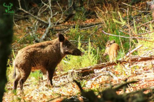 Veado Verde / Green Deer