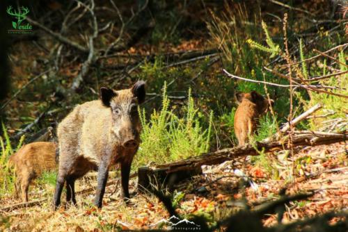 Veado Verde / Green Deer