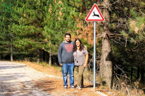 Veado Verde / Green Deer