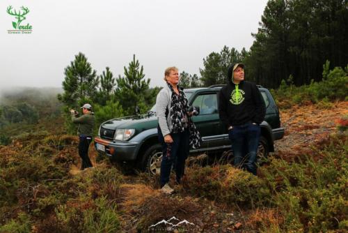 Veado Verde / Green Deer