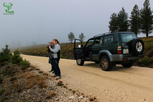Veado Verde / Green Deer
