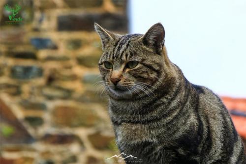 Veado Verde / Green Deer