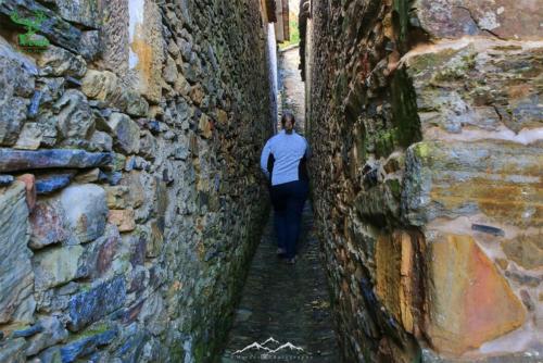 Veado Verde / Green Deer