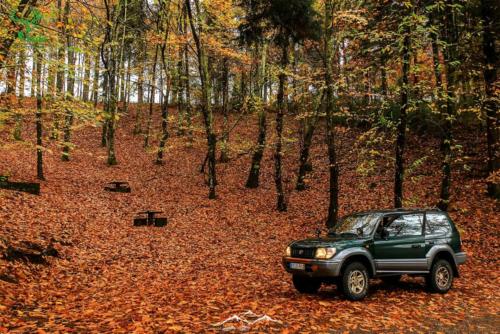 Veado Verde / Green Deer