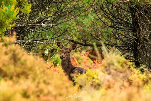 Veado Verde / Green Deer