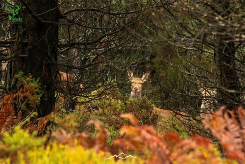 Veado Verde / Green Deer