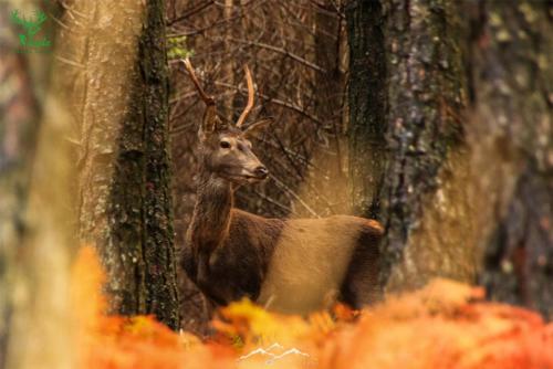 Veado Verde / Green Deer