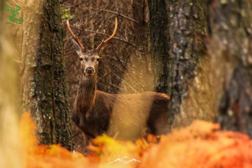 Veado Verde / Green Deer