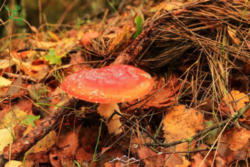 Veado Verde / Green Deer