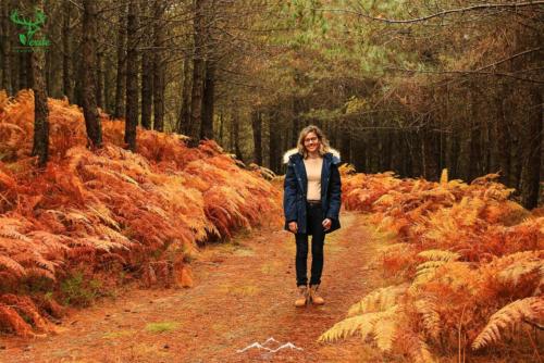 Veado Verde / Green Deer