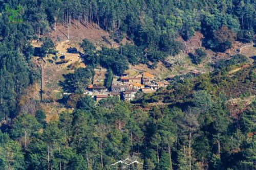 Veado Verde / Green Deer