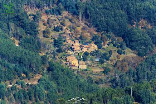 Veado Verde / Green Deer